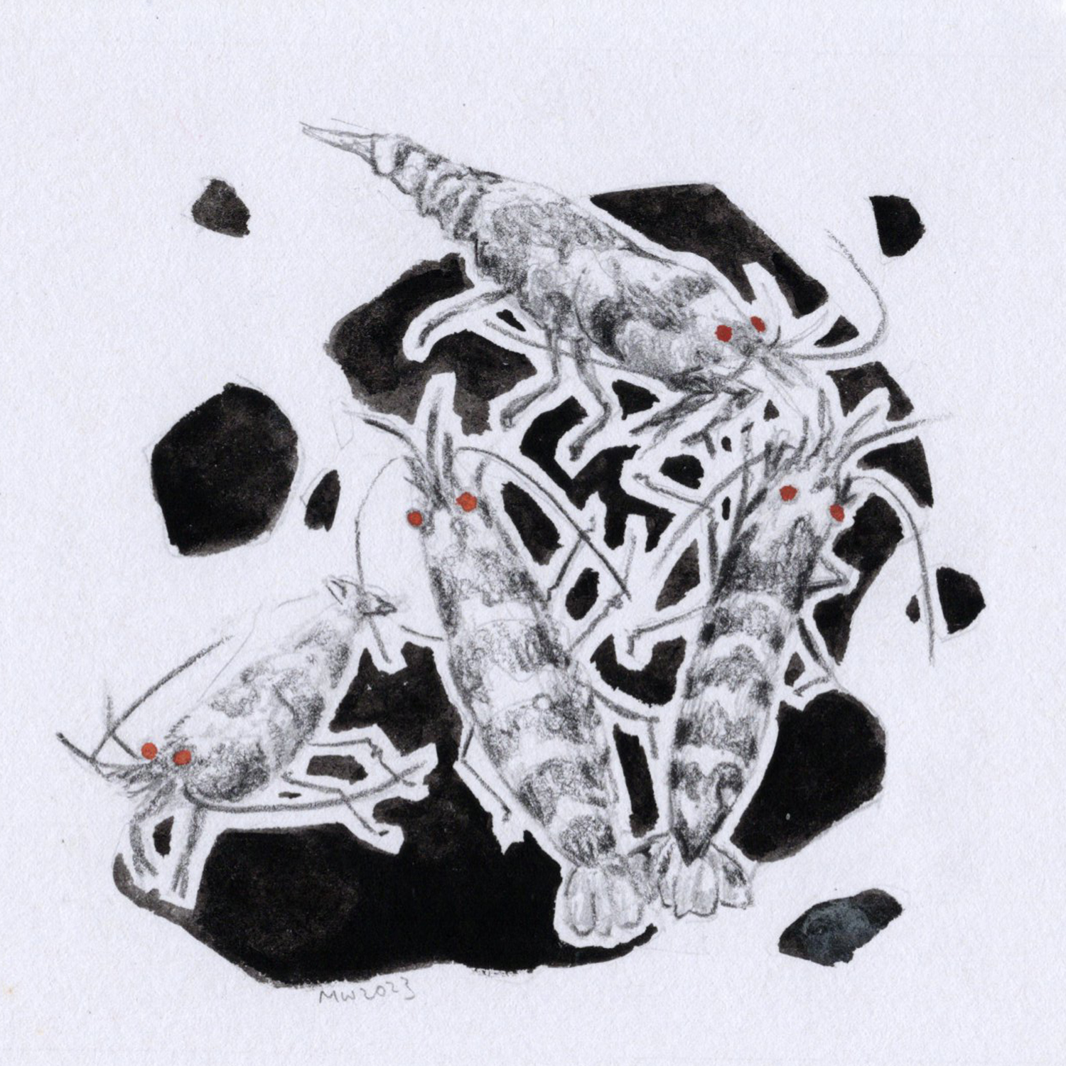 Wong Ho Yee - ORIGINAL ART "Shrimp" - Eye of Species (蝦-從目)  
