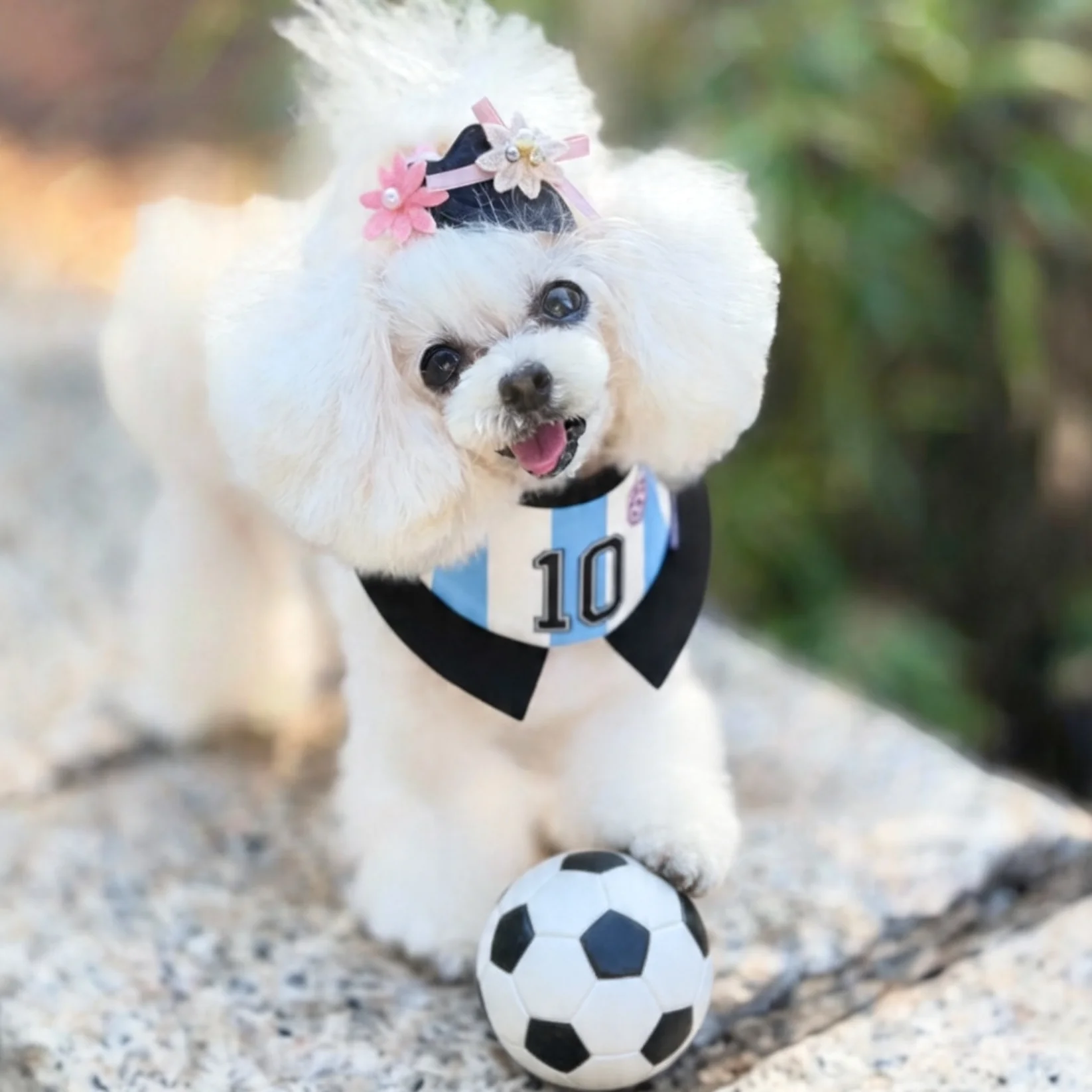 Momoji FC (2-Bueno Aires Stripes) | Pet Neckwear