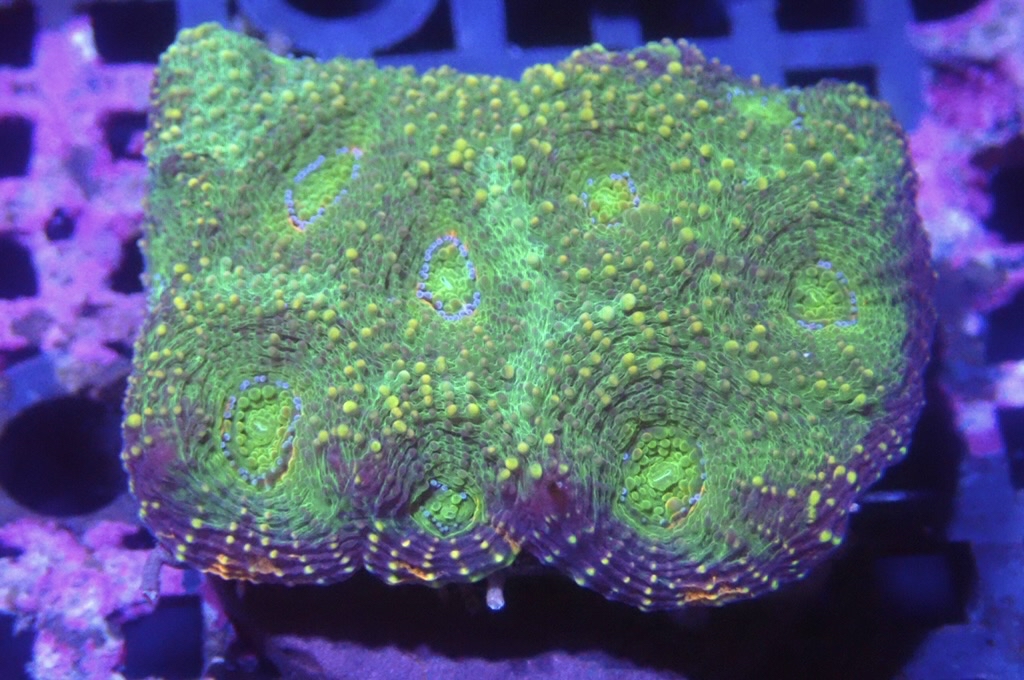 N6（開大約1.5吋）