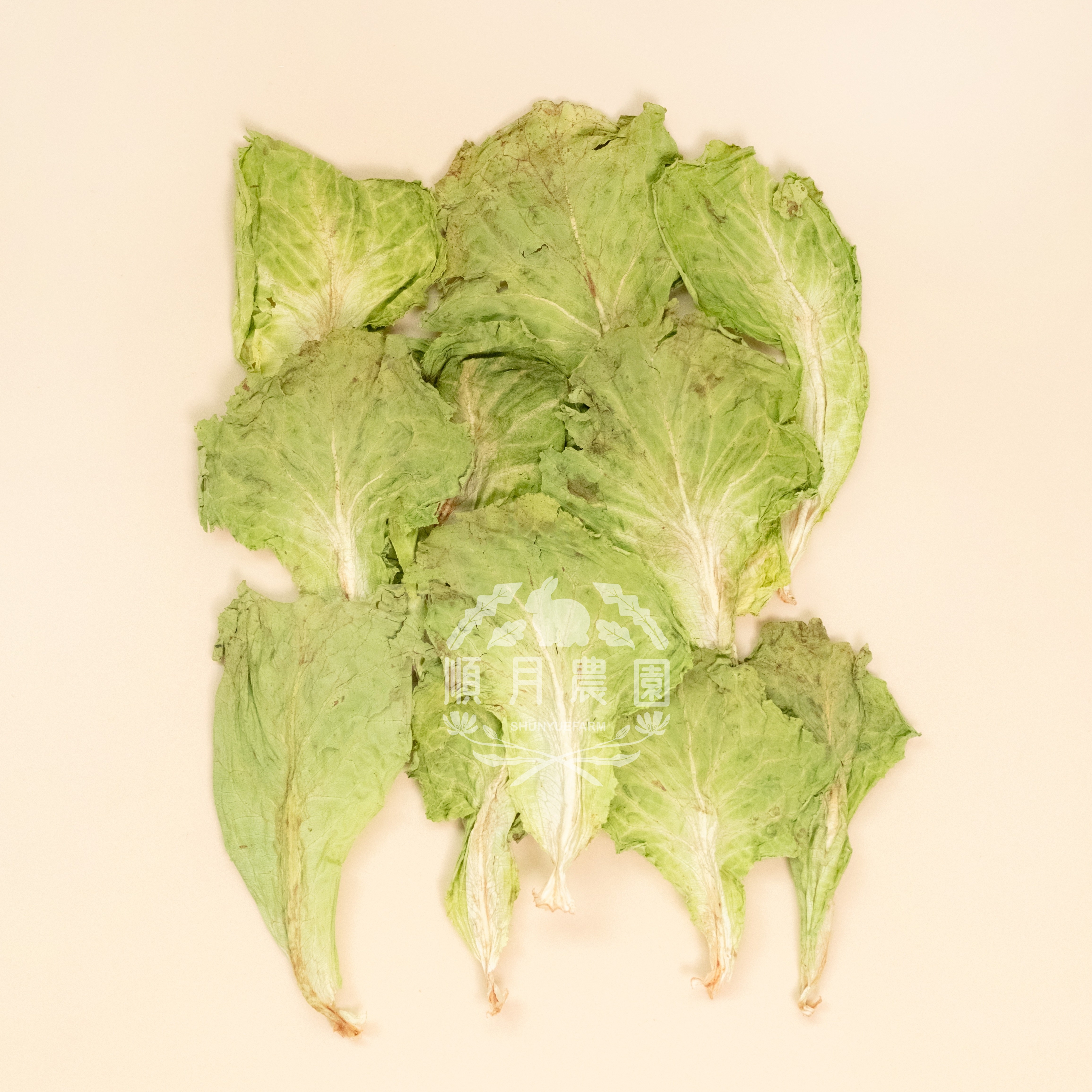 台灣順月農園 福山萵苣/唐生菜