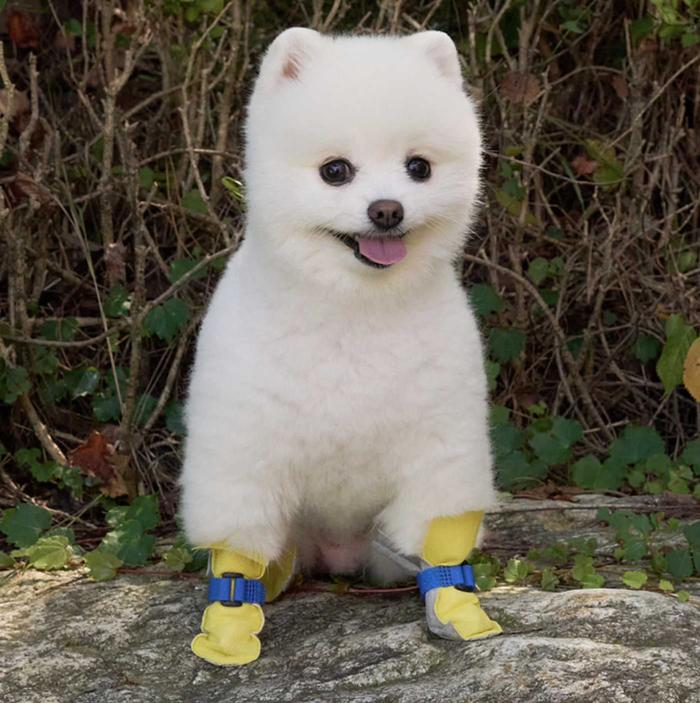 *Super Pet🇰🇷一次性防護狗鞋(80件裝)