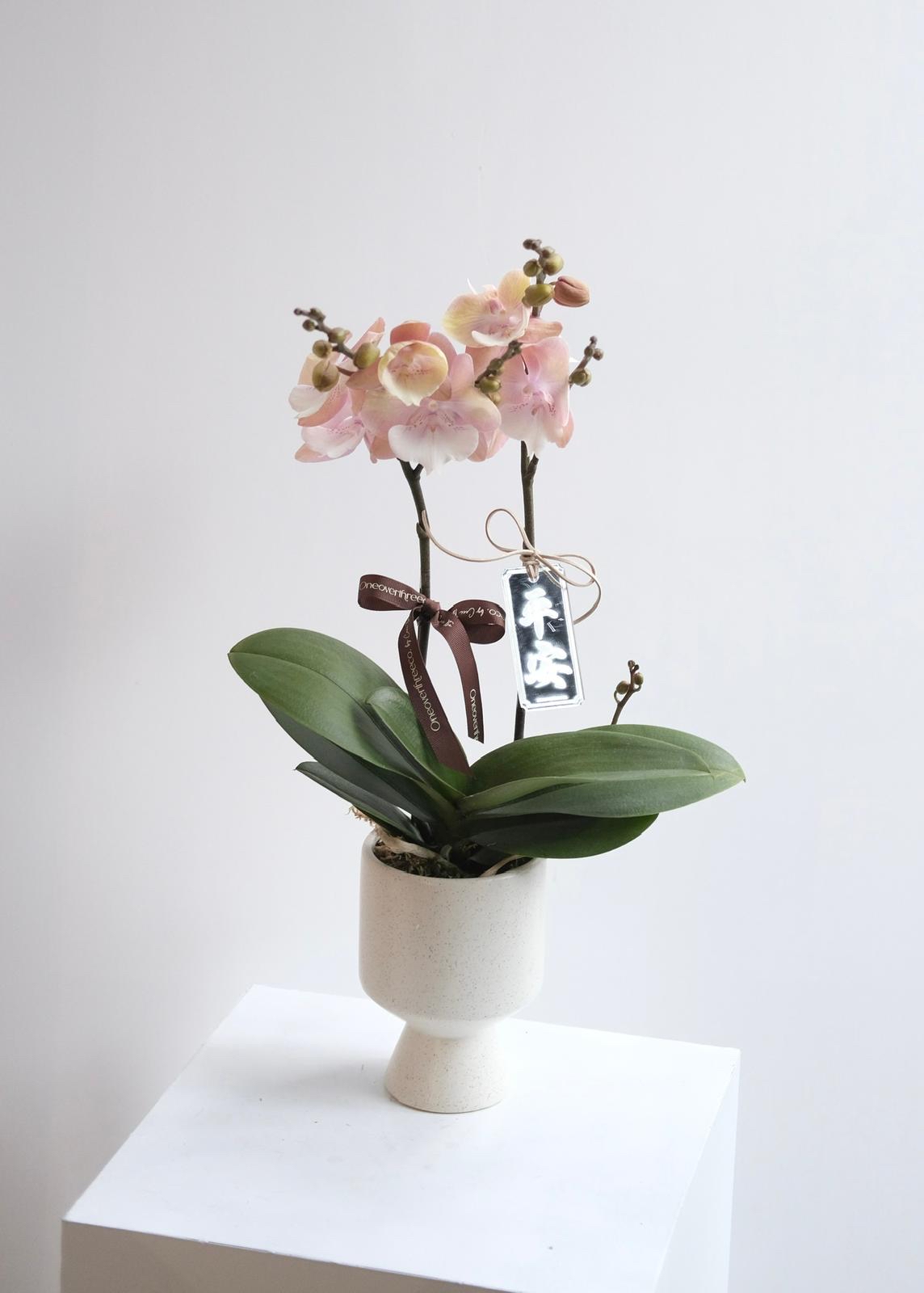 蝴蝶蘭 兩菖 （17-20/4 麻煩備注寫上取花日期✨）