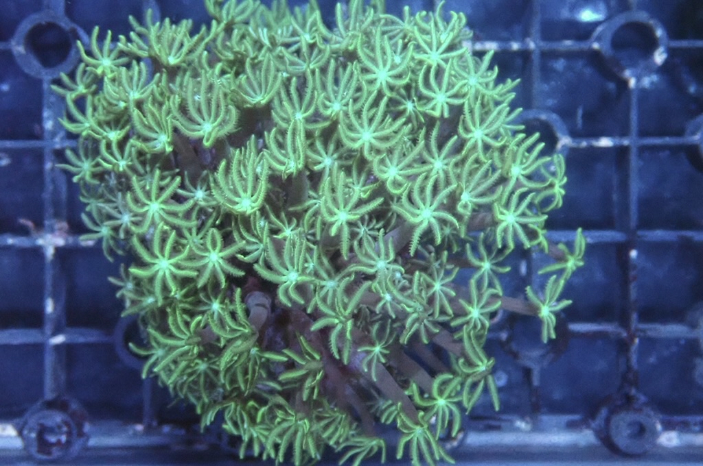 TH1 笙珊瑚（紅珊瑚星花）（開大約2.5吋）