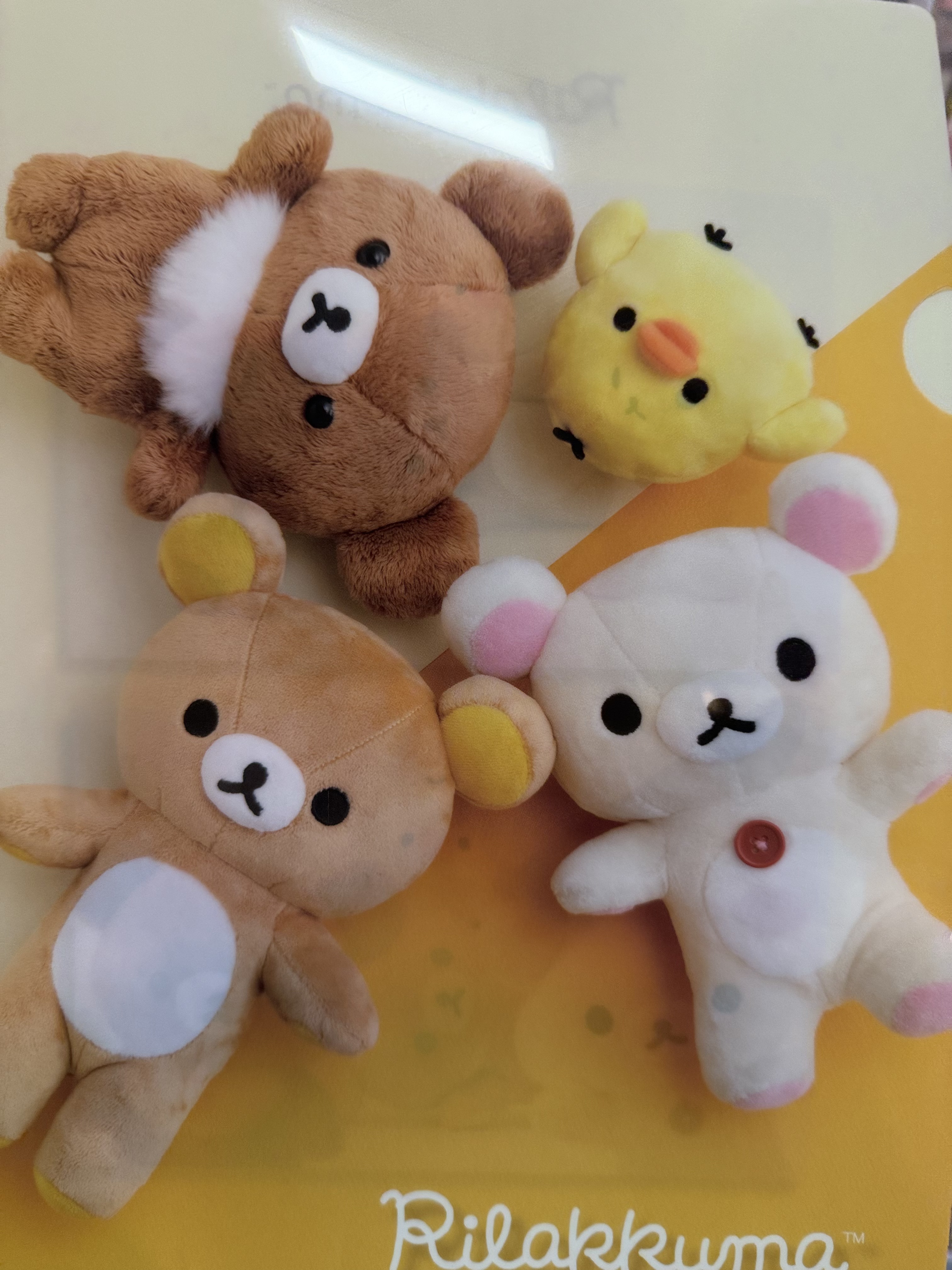 《現貨》全新rilakkuma寫真系列A4 file