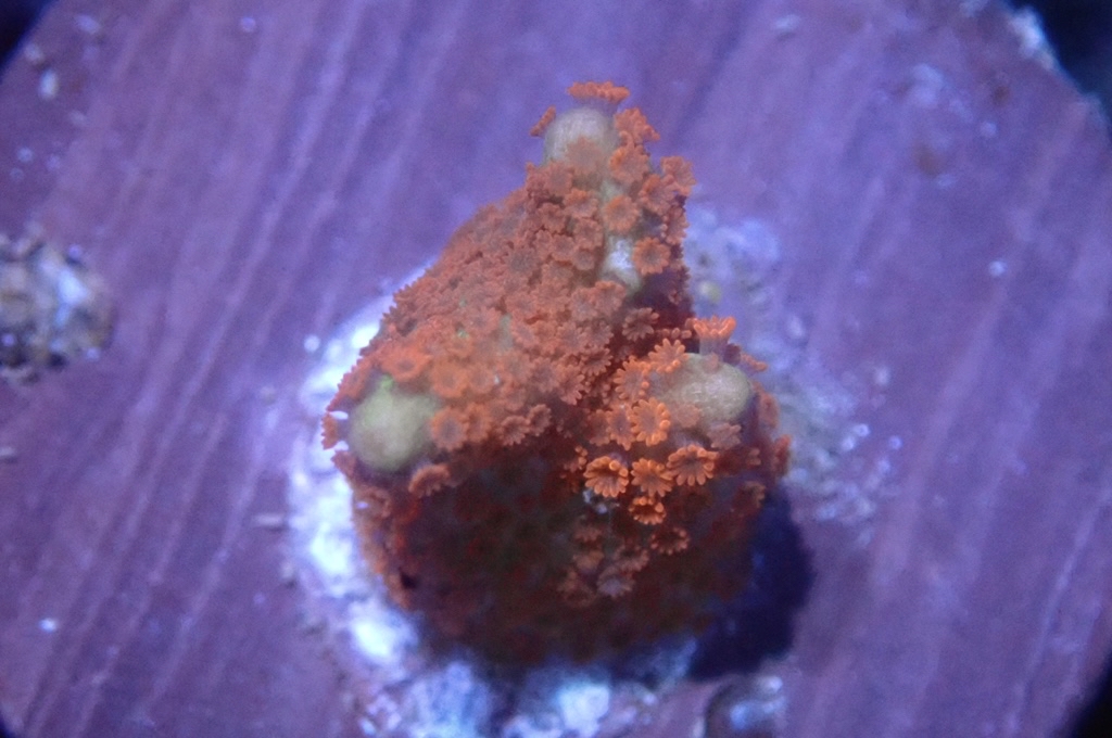 K6 紅花疊瓦 （FRAG座3.5CM）