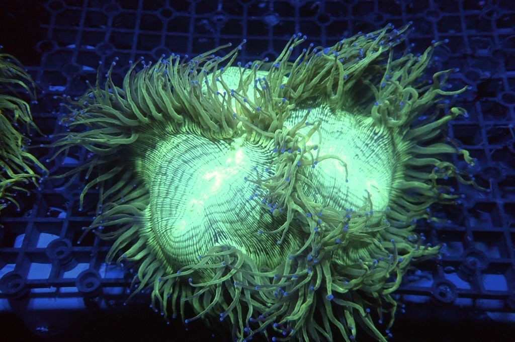 Pig 2 豬肉（開大約6.5吋）