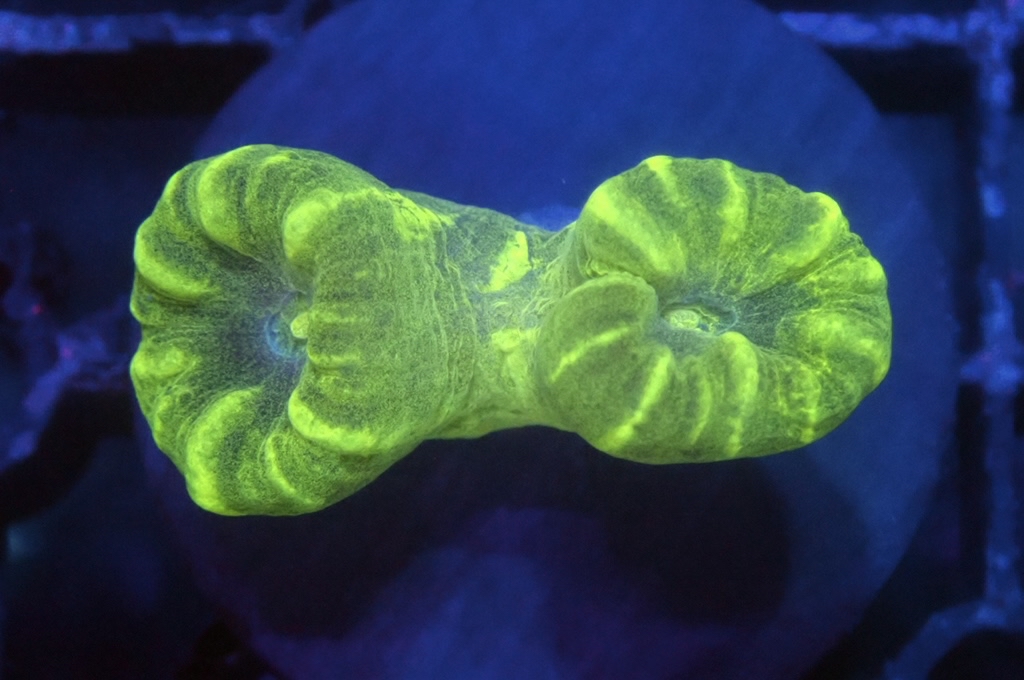 CC2 分支腦（frag座3.5cm)