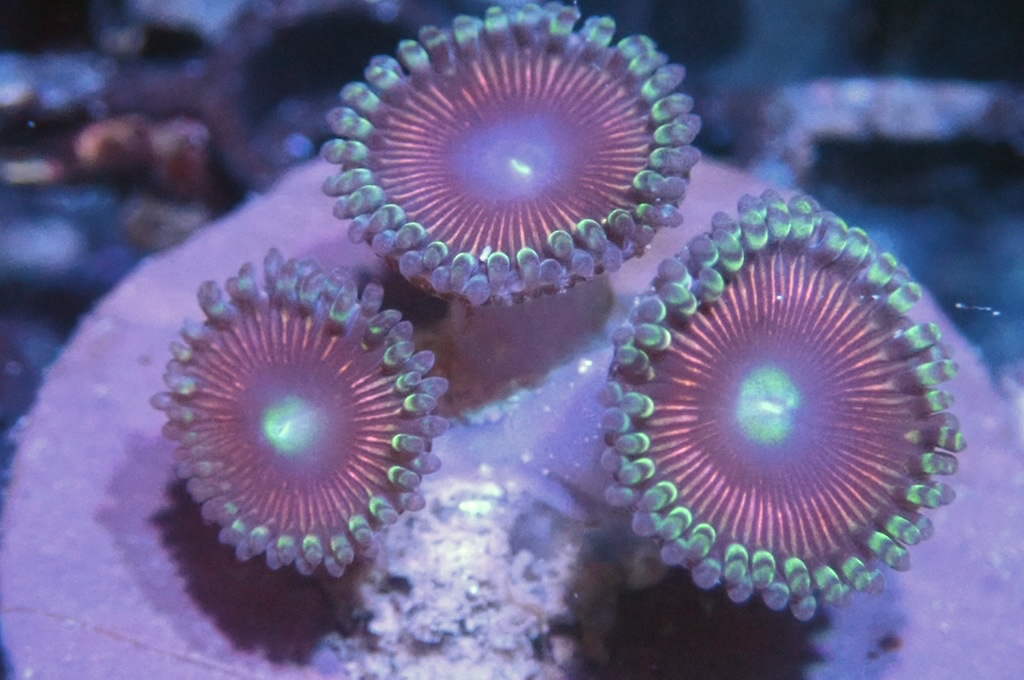 Z4 多頭鈕扣（frag座3.5cm)