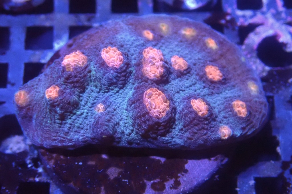 N4（開大約1.5吋）