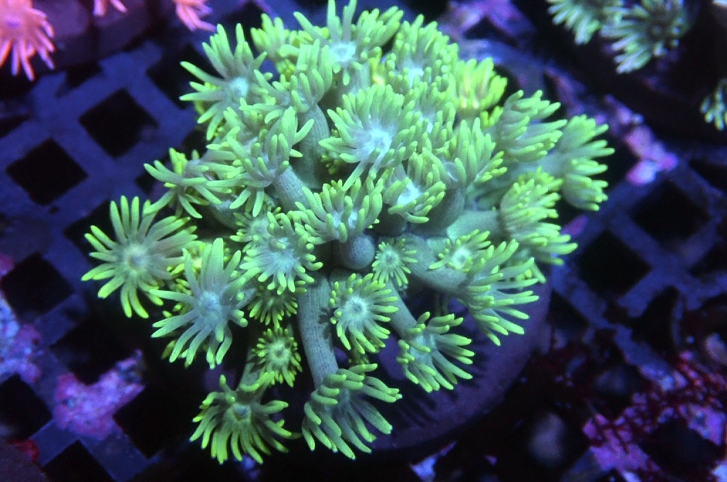 MG8 寶石花仔（Frag座3.5cm)