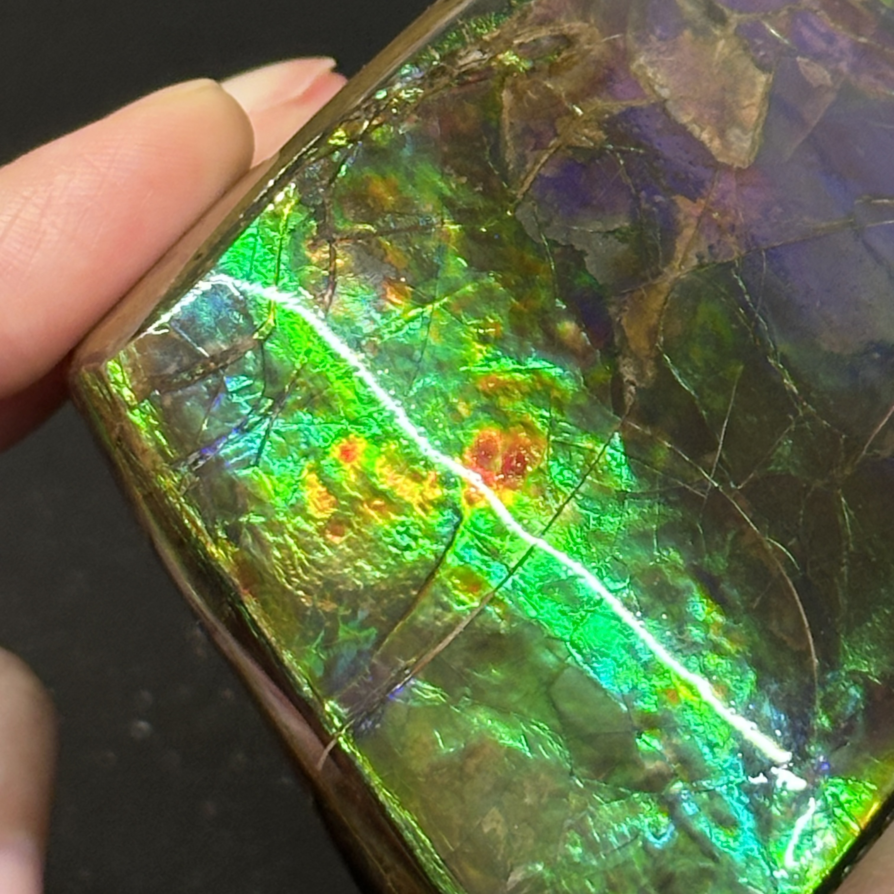 斑彩石 - Ammolite AM05