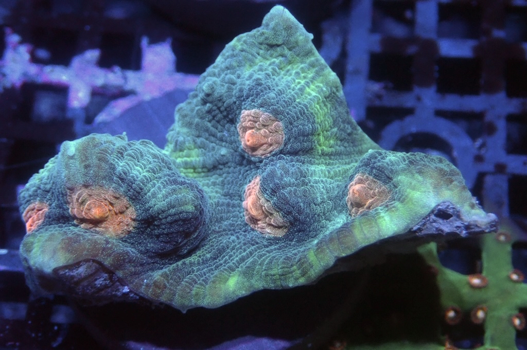 N28（開大約1.5吋）