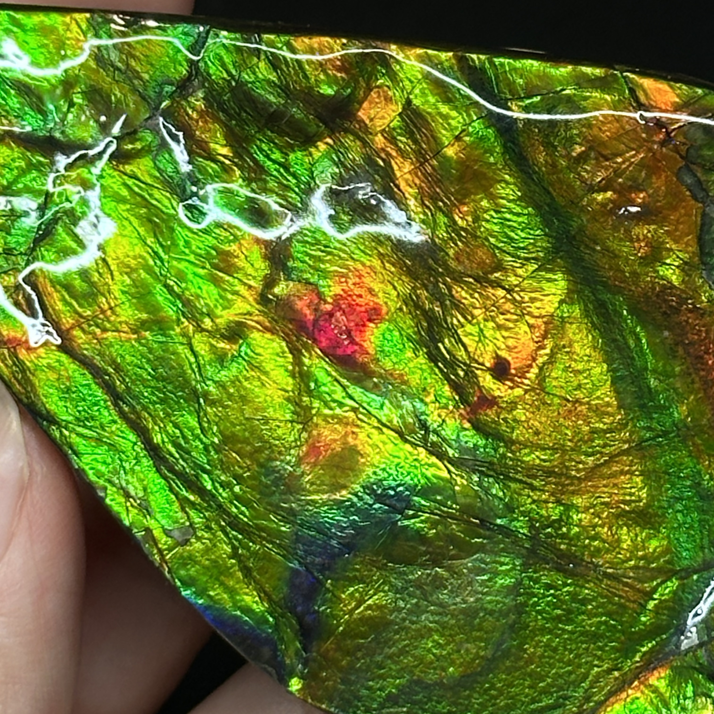 斑彩石 - Ammolite AM02