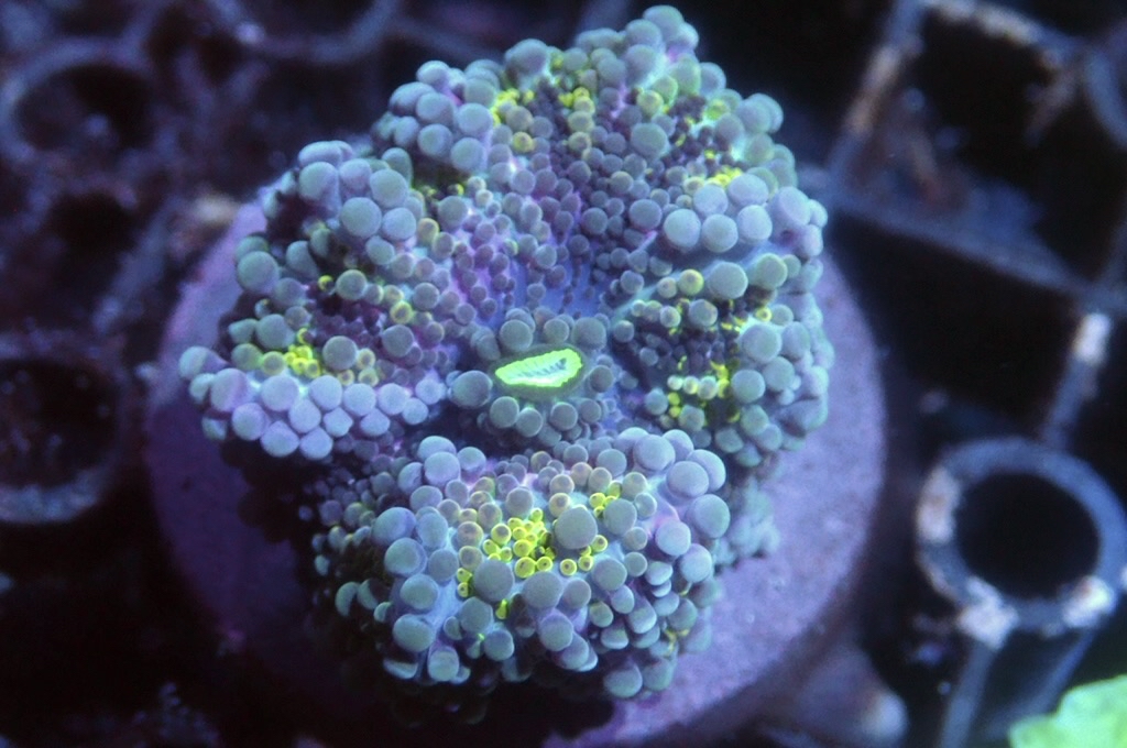 M32 菇（frag座3.5cm)