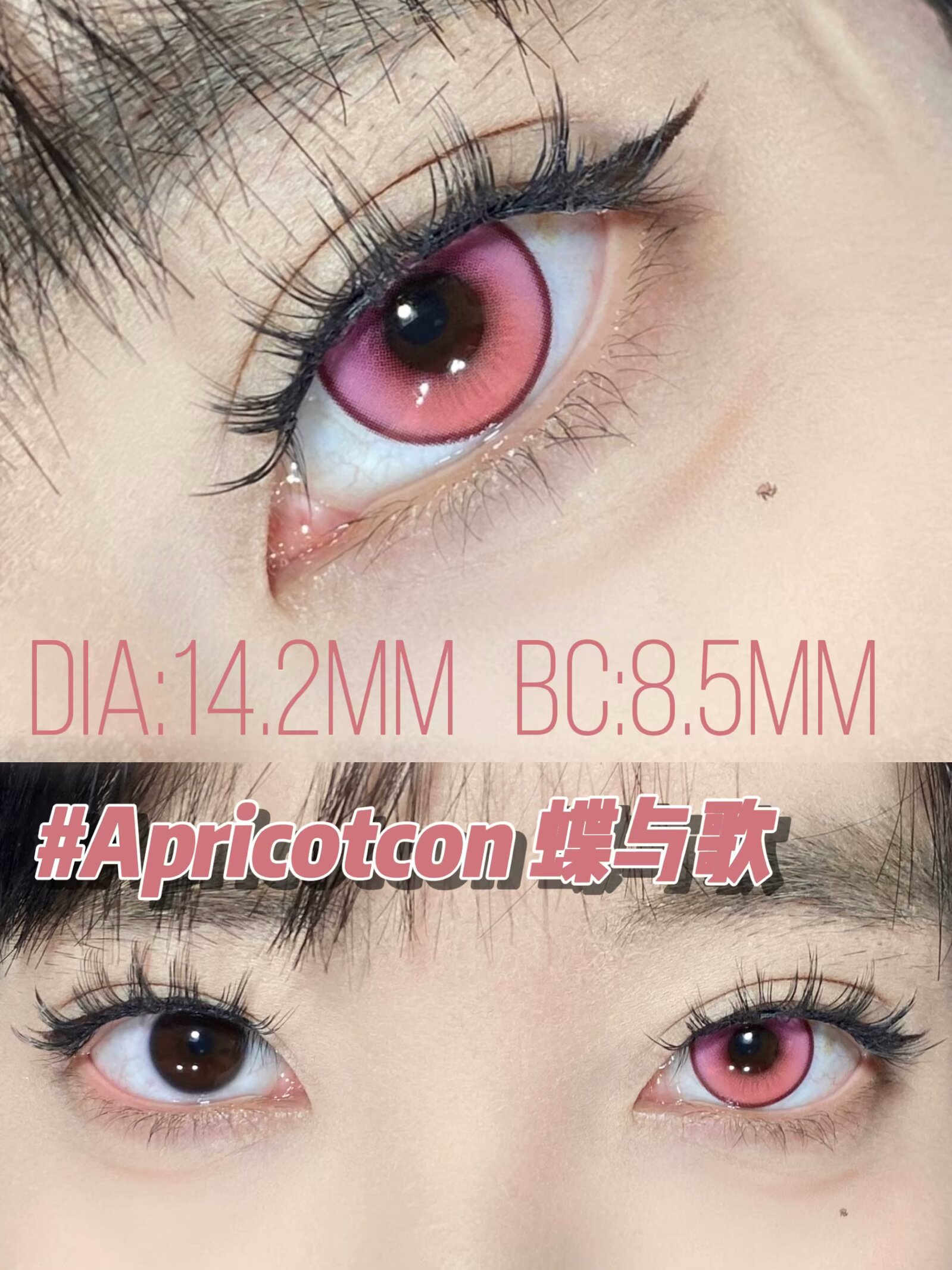 Apricotcon 日拋2片 雙色漸變系列