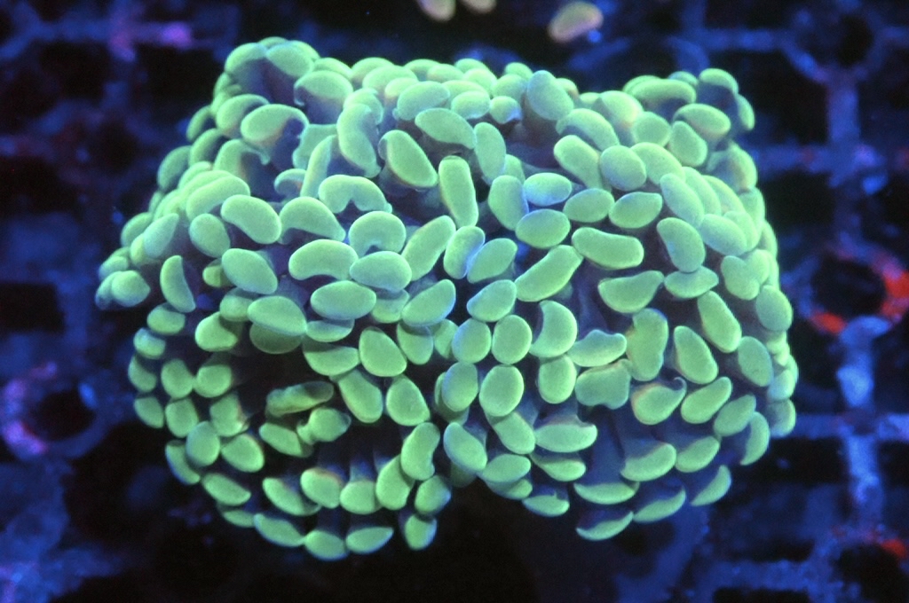 H10  豬腰（開大約2.5吋）