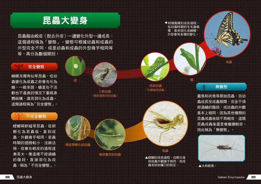 西北國際 驚奇昆蟲大百科