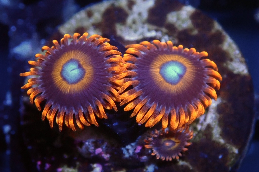 Z16 鈕扣（FRAG座2CM）