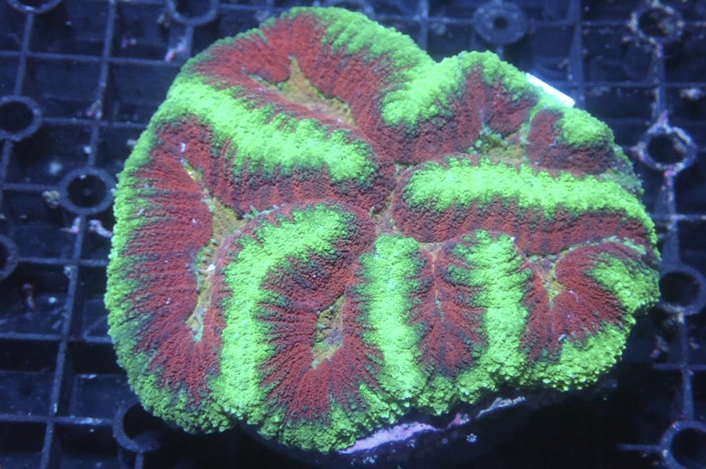 B3 腦（開大約3.5吋）