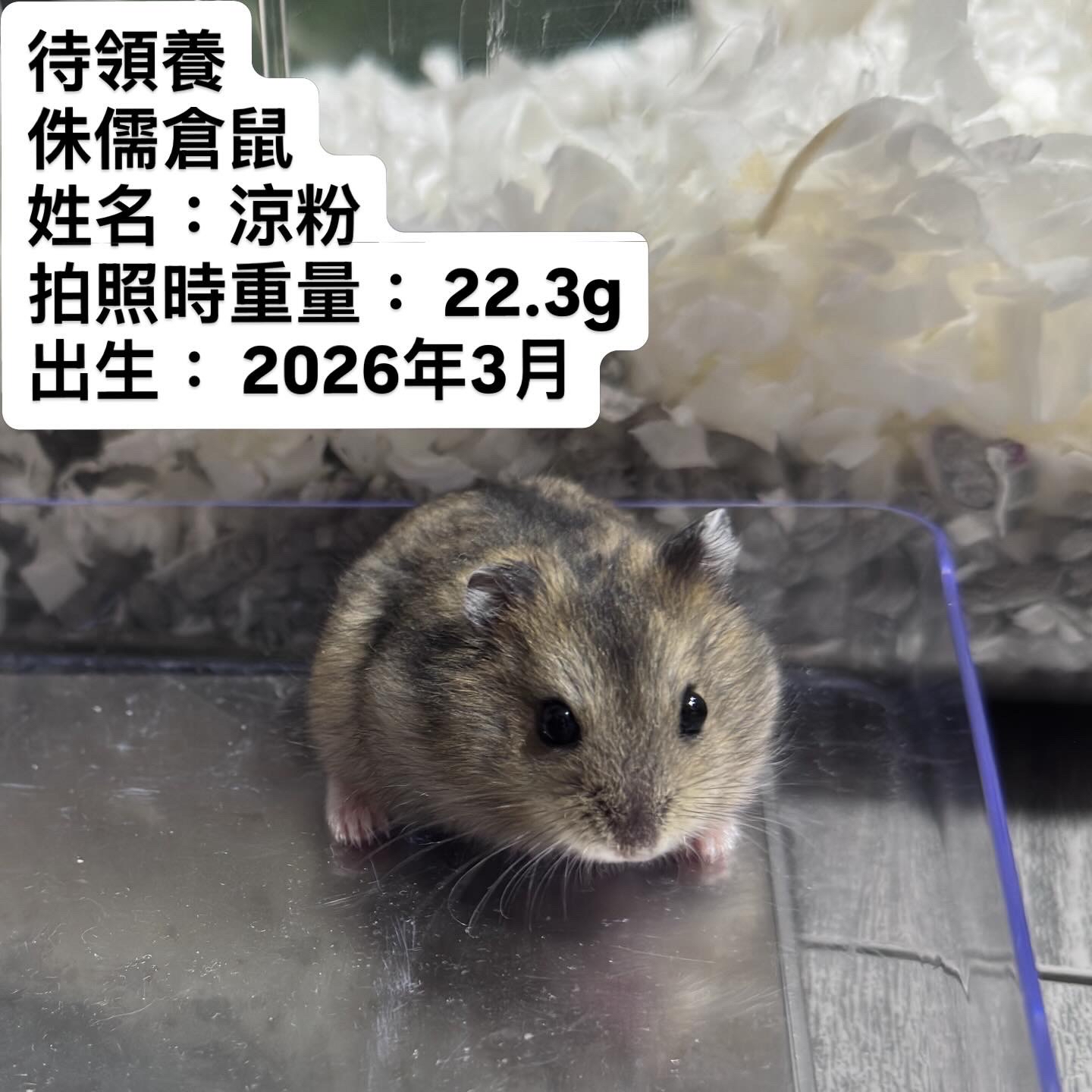 熊仔鼠/倉鼠領養🐹只限門市