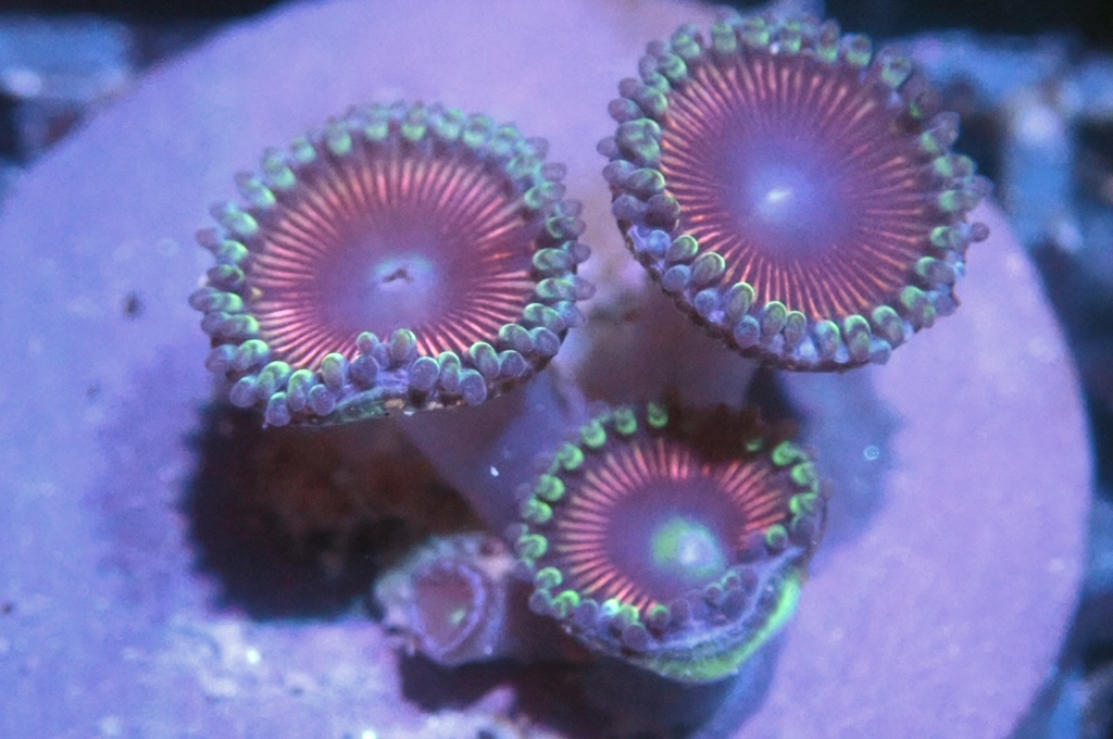 Z3 多頭鈕扣（frag座3.5cm)