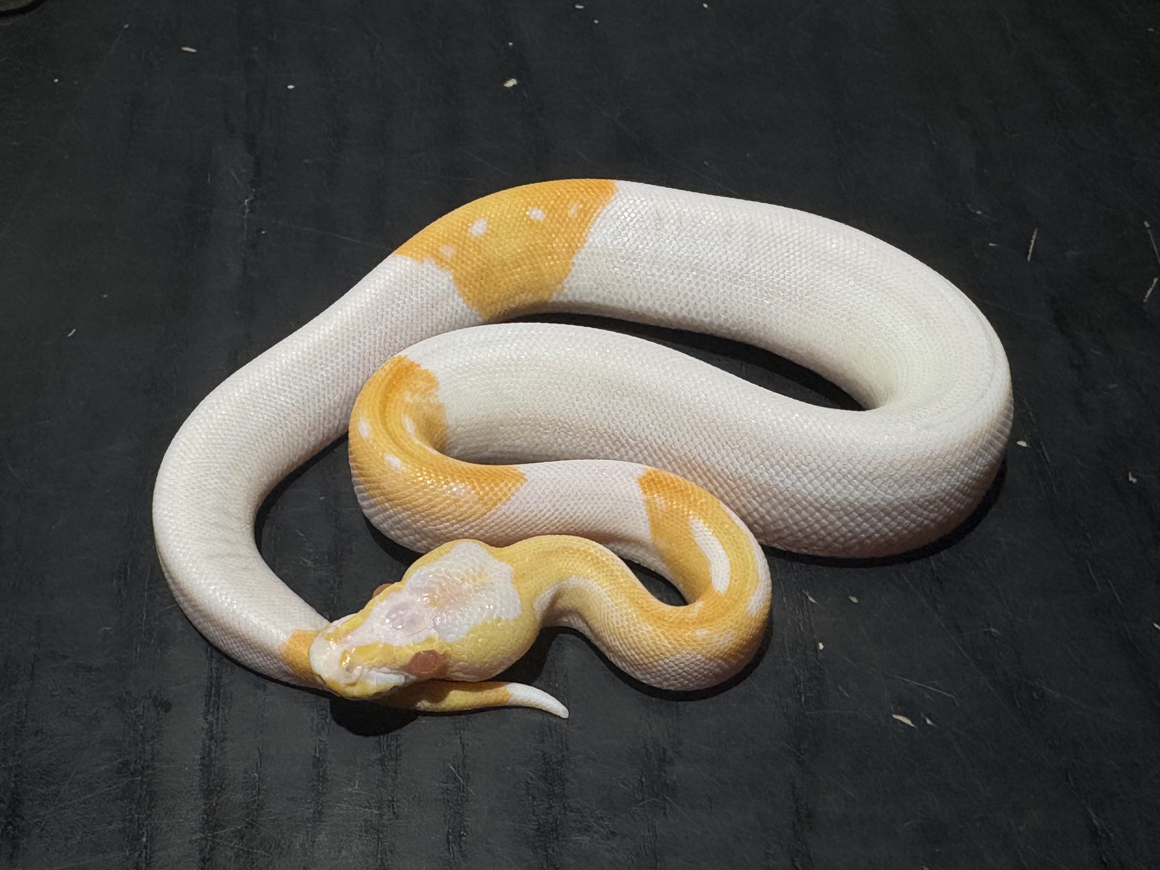 25 Albino Pied 1.0