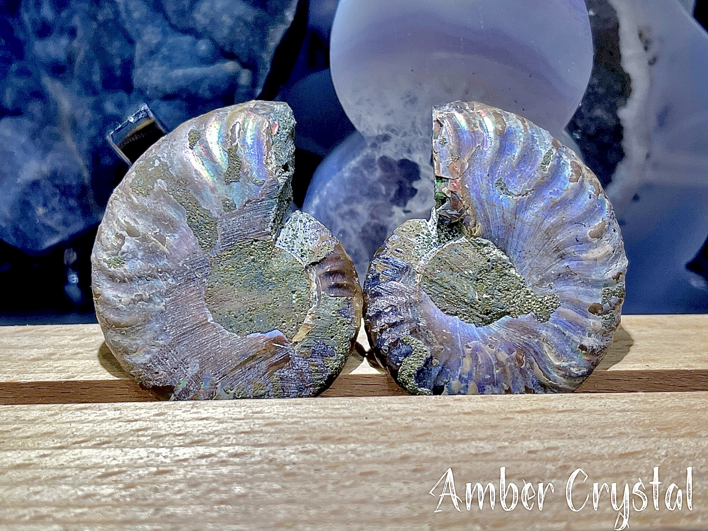 斑彩螺Ammonite 