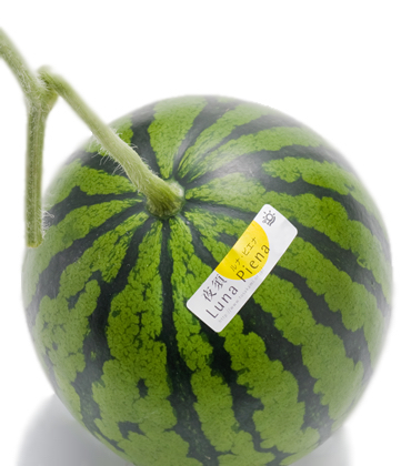 💧日本 高知県夜須西瓜Japan Kochi Luna Piena Watermelon 