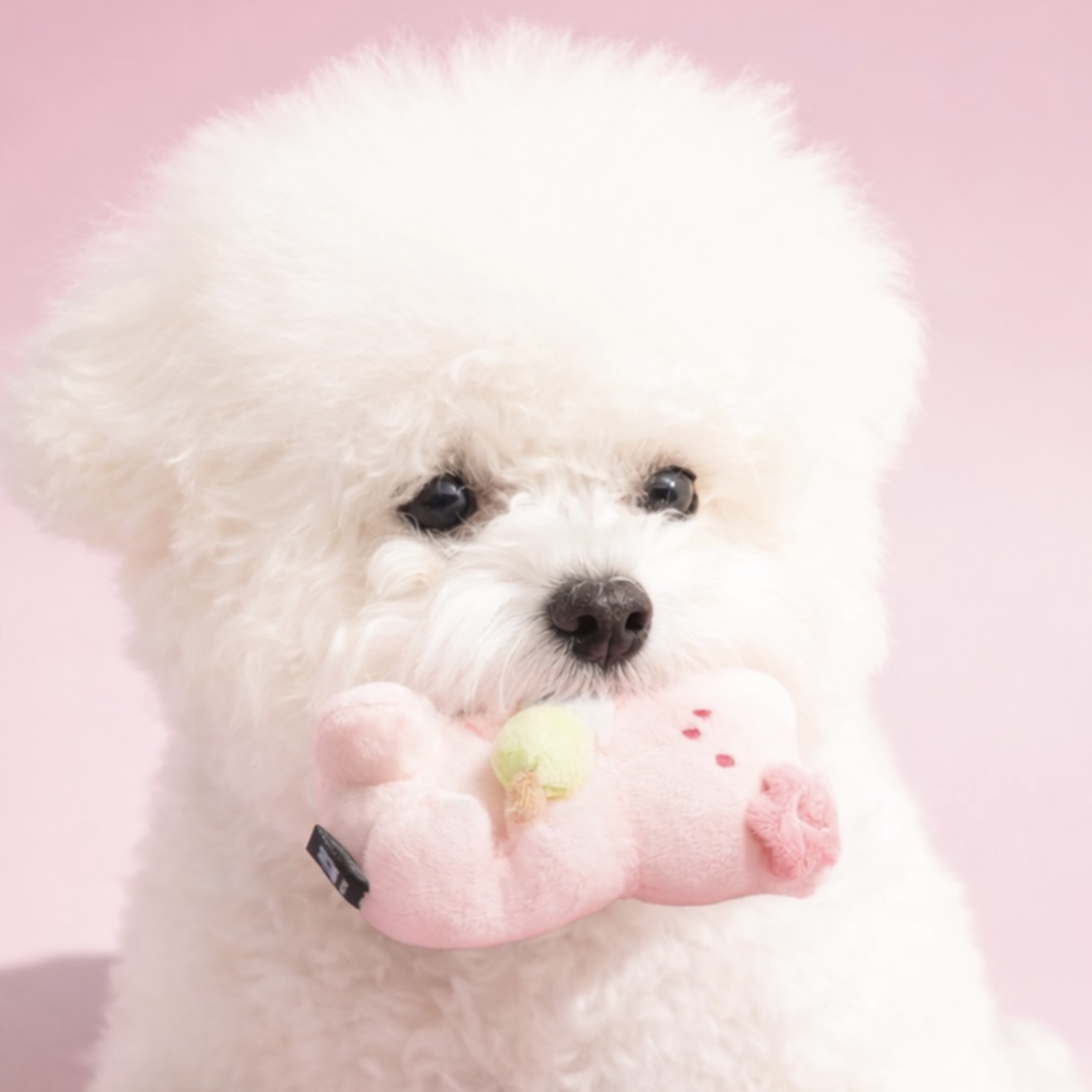 *BiteMe🇰🇷Sakura Jelly Bear Toy