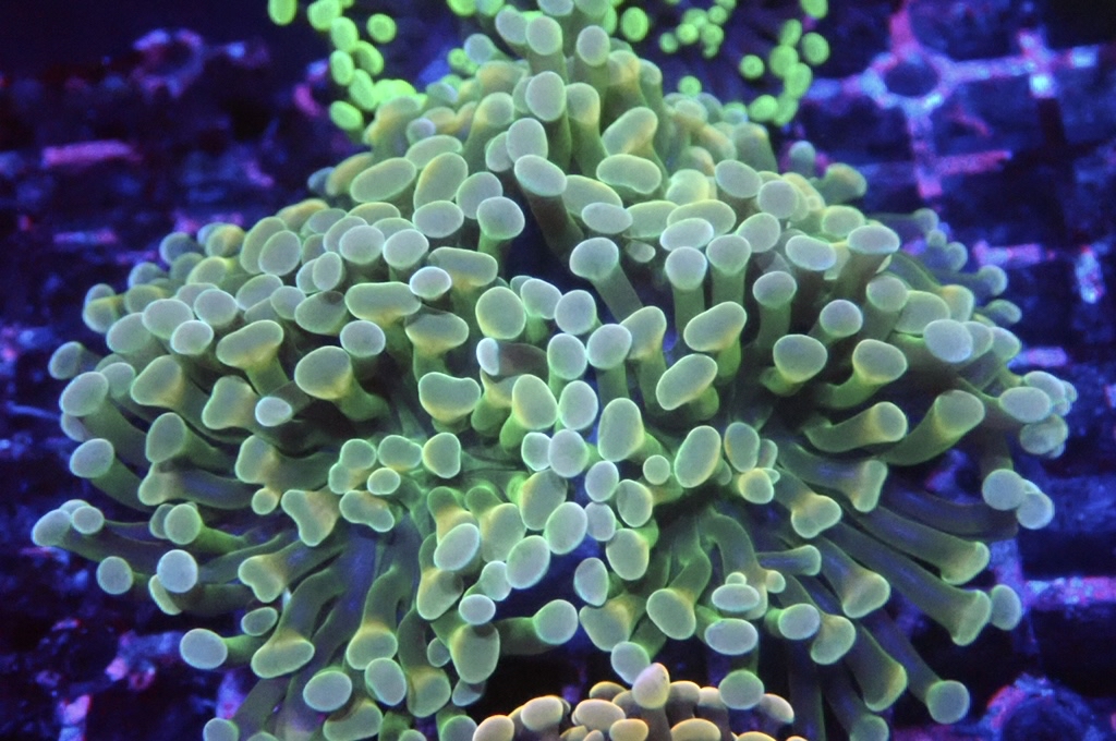 H23 豬腰  （開大約3.5吋）