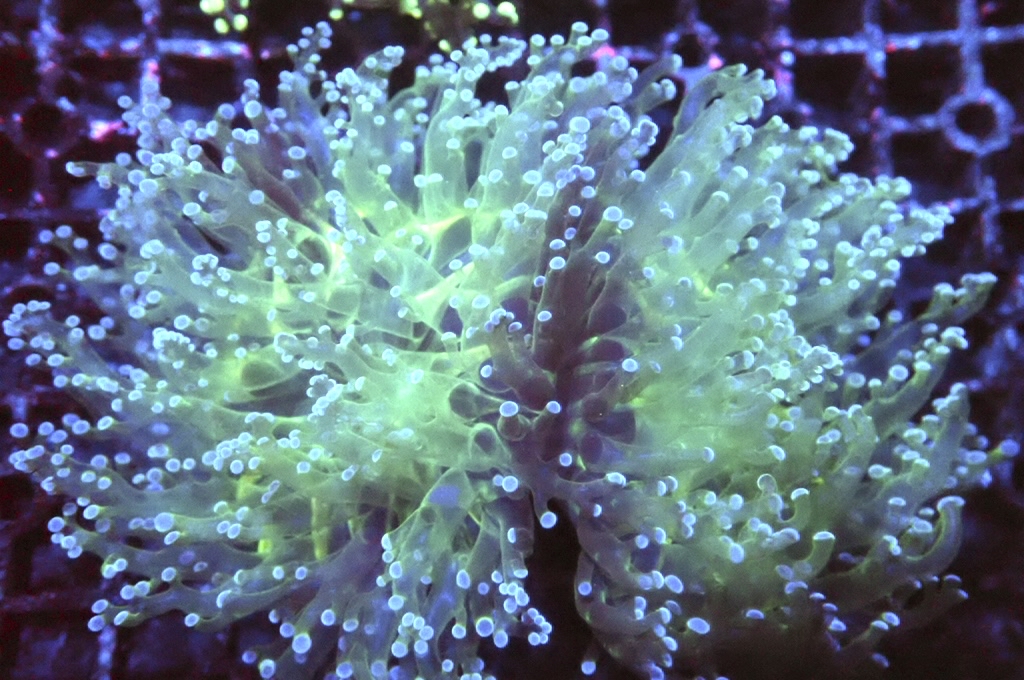 F19 啫喱（大約4.5吋）