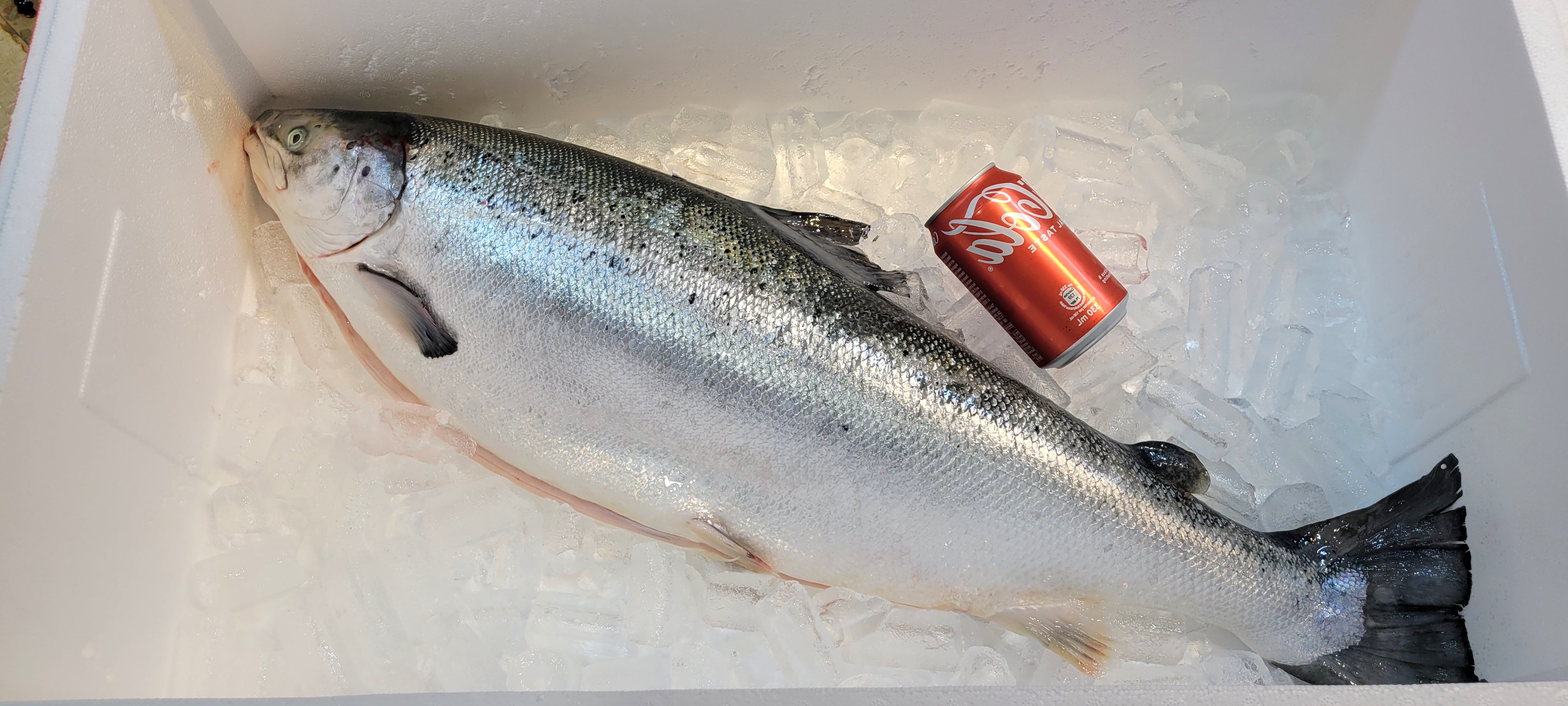 🇳🇴 冰鮮挪威三文魚🐟🍣 約 4.5磅/邊 有皮 加工切片 附送芥末及日本豉油