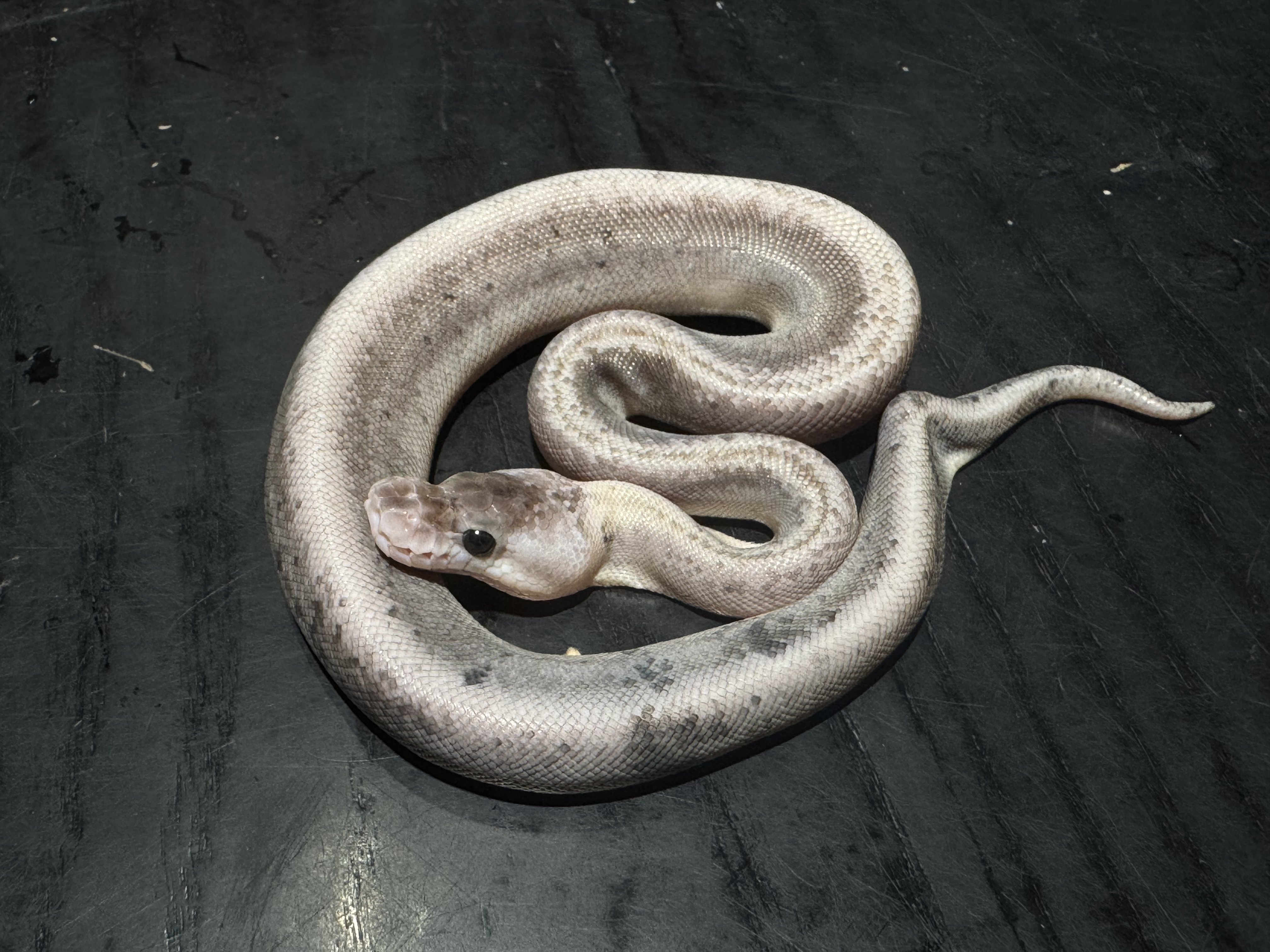 26 Pastel Super Cinnamon het Genetic Steipe 1.0 不全品