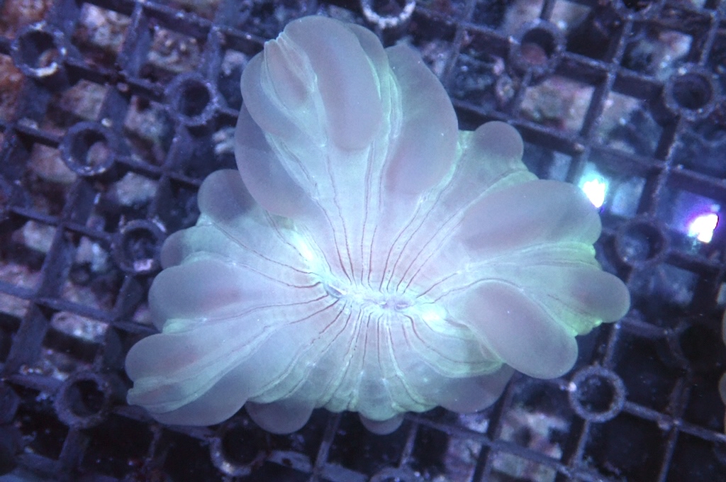 Fox 1 Fox coral(開大約2.5吋）