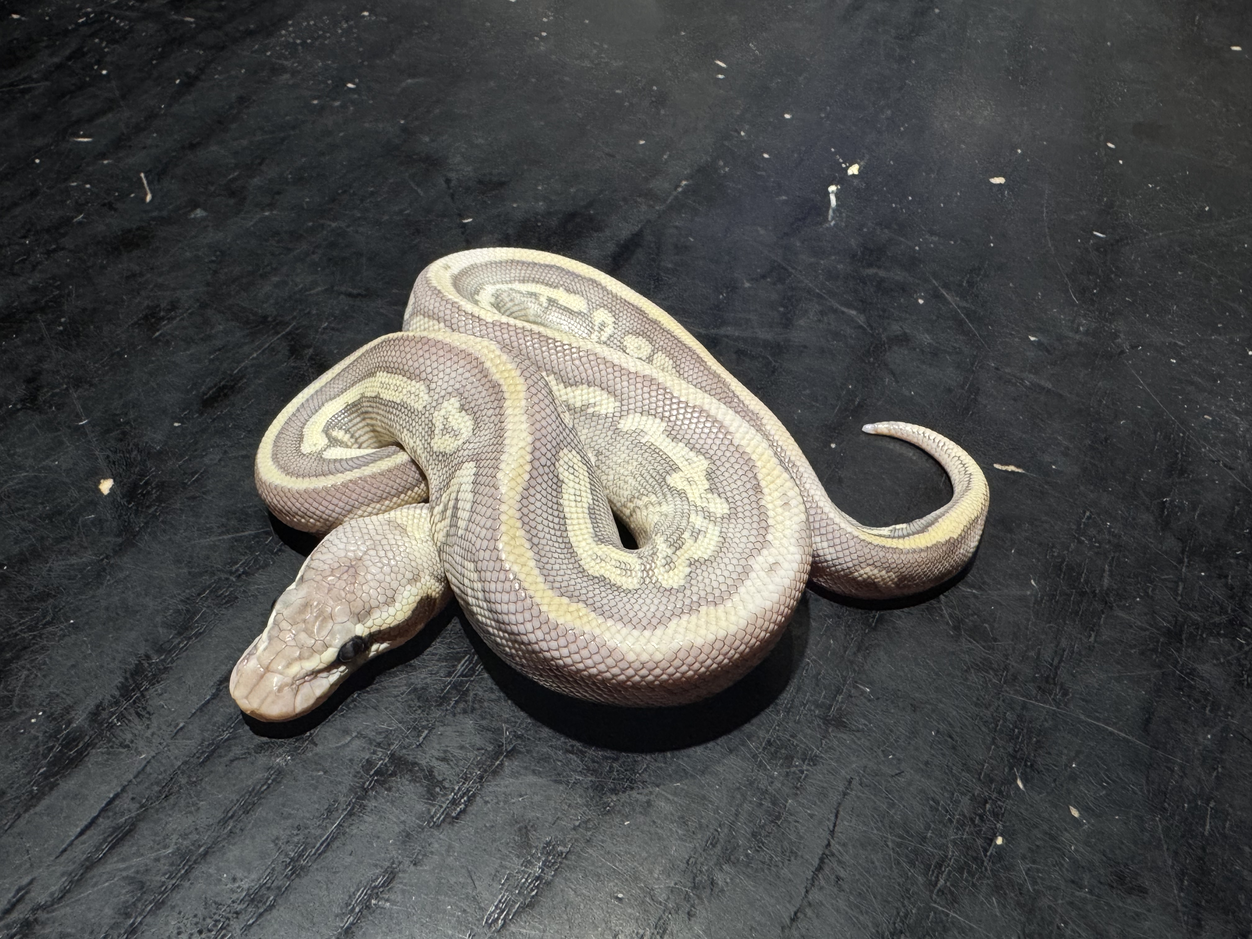 26 Super Pastel Mojave Leopard +？ 0.1