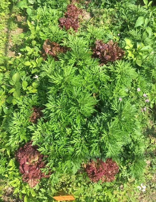 薄荷艾草膏