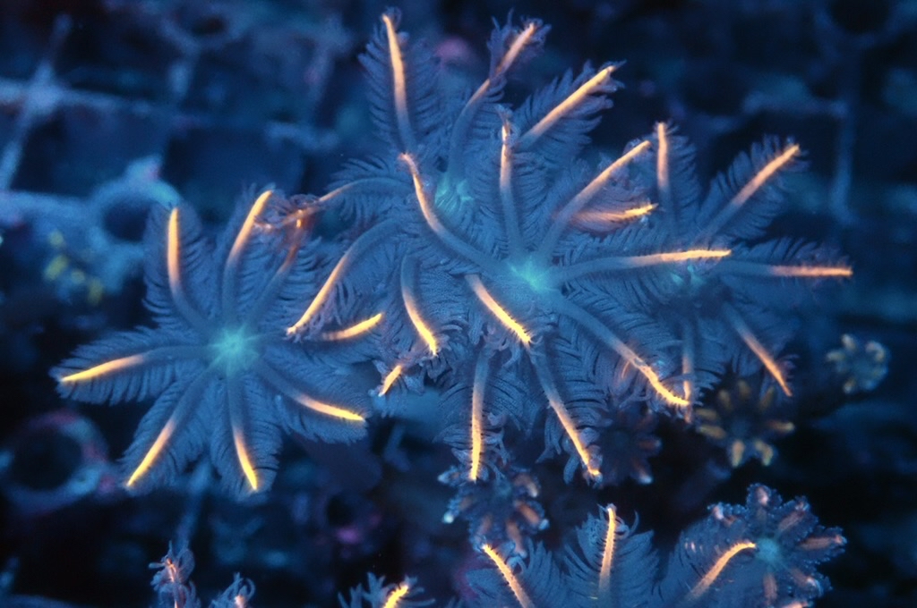 SF10 大手星花（開大約1.5吋）