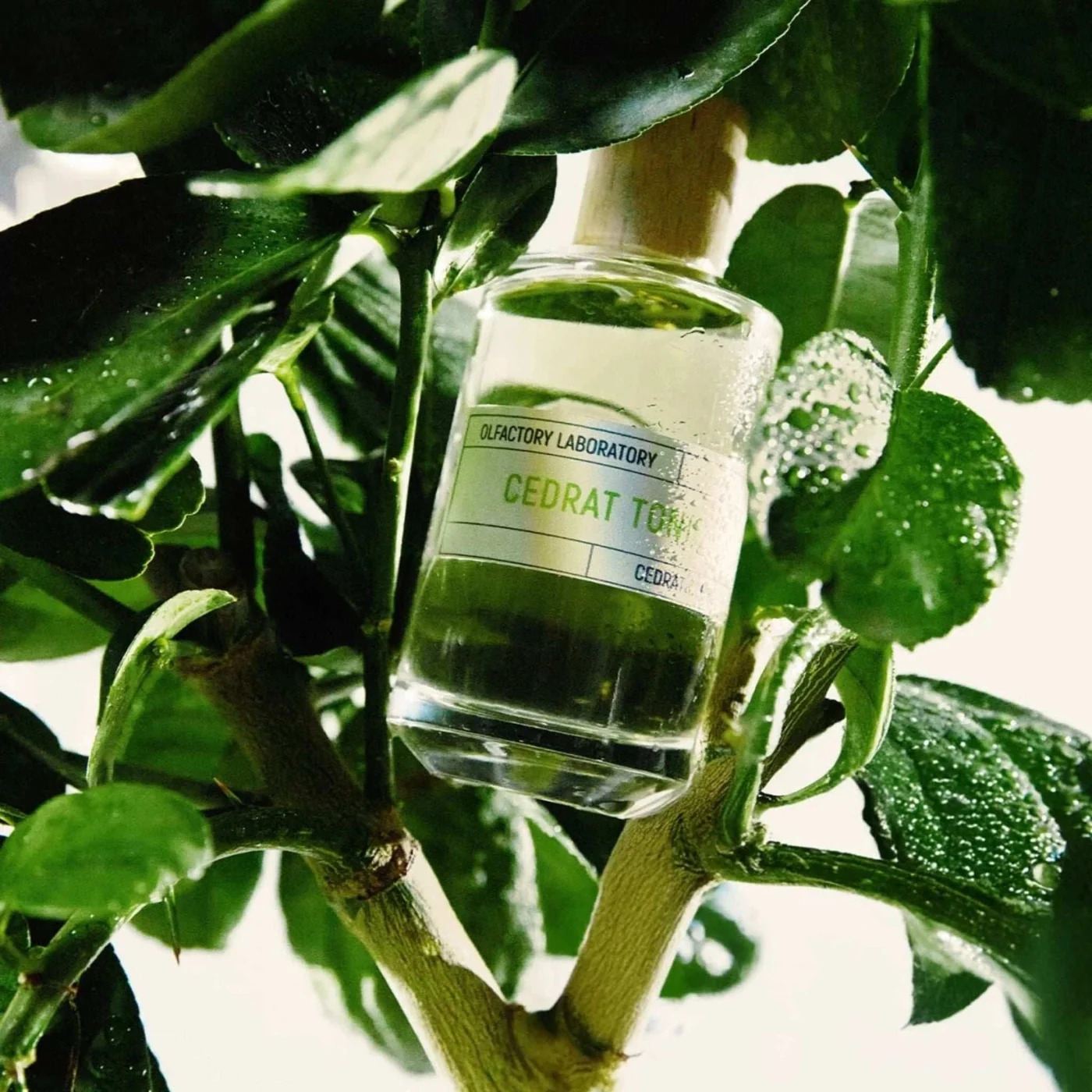 Cedrat Tonic - Liquides Imaginaires