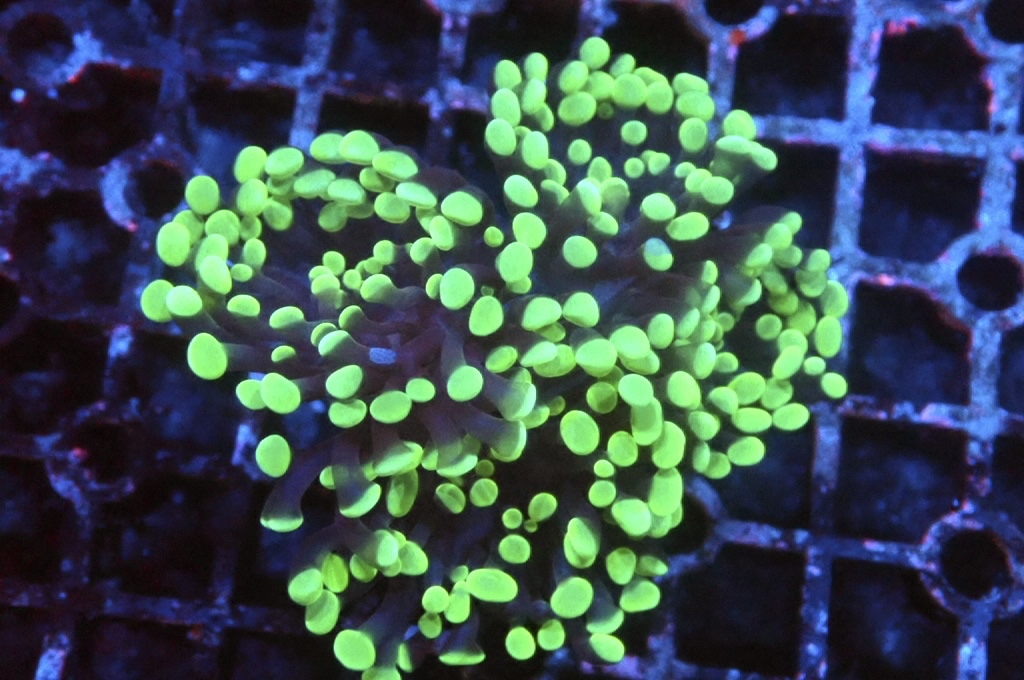 H25 豬腰（開大約2.5吋）