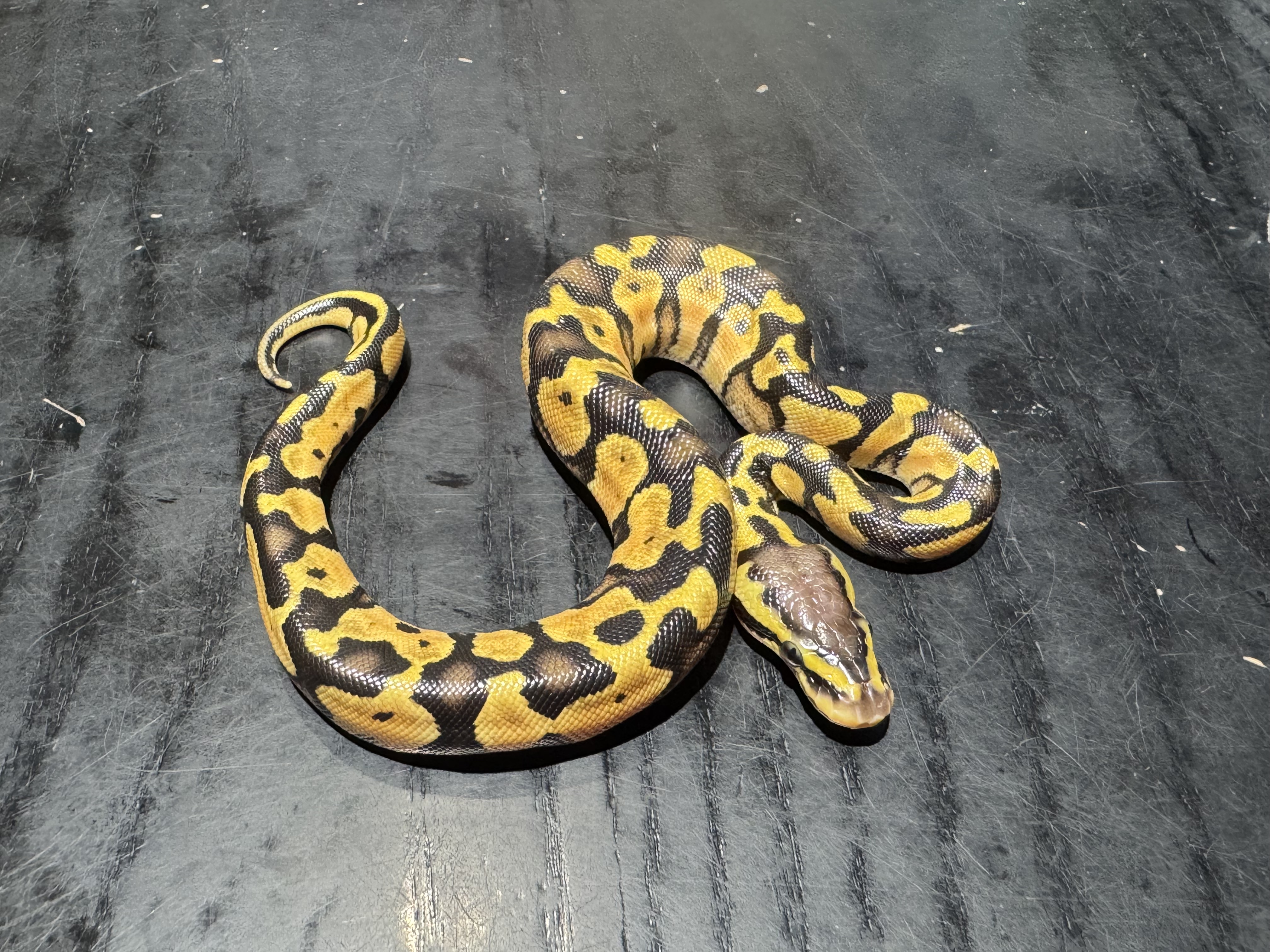 26 Pastel Enchi or Yellow Belly het TSK Axanthic 50% het Pied 0.1