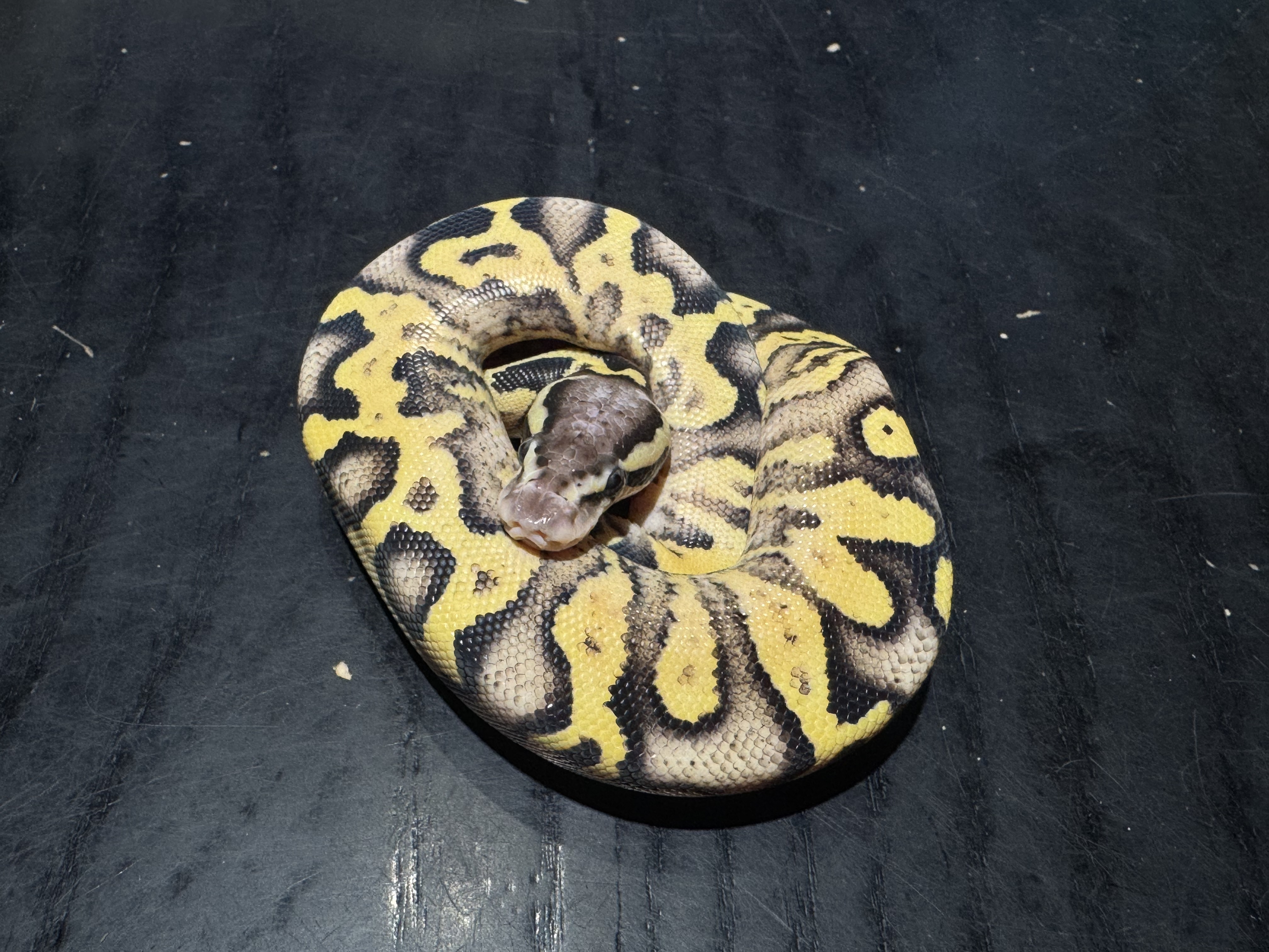 26 Firefly het Pied poss OD YB Special 1.0