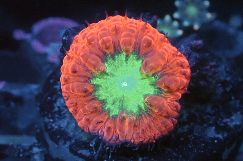 BB1 鈕扣腦（開大約2. cm）