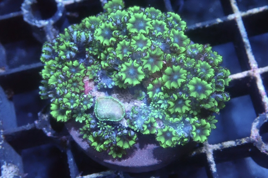 GB3 藍心細星花（frag座3.5cm)