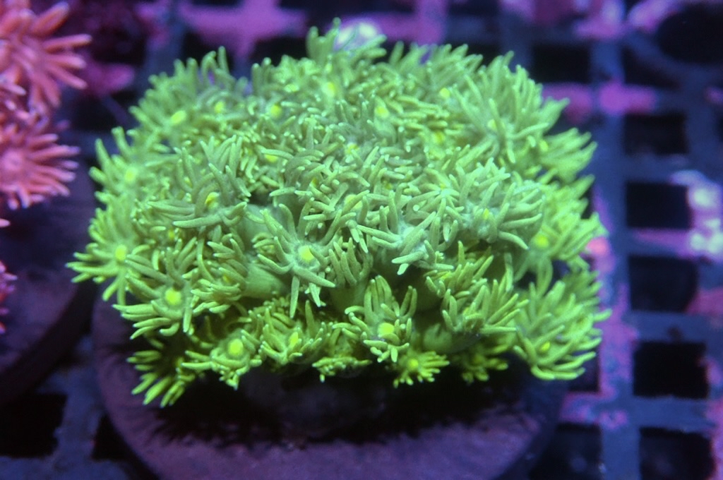 MG20 寶石花仔（frag座3.5cm)