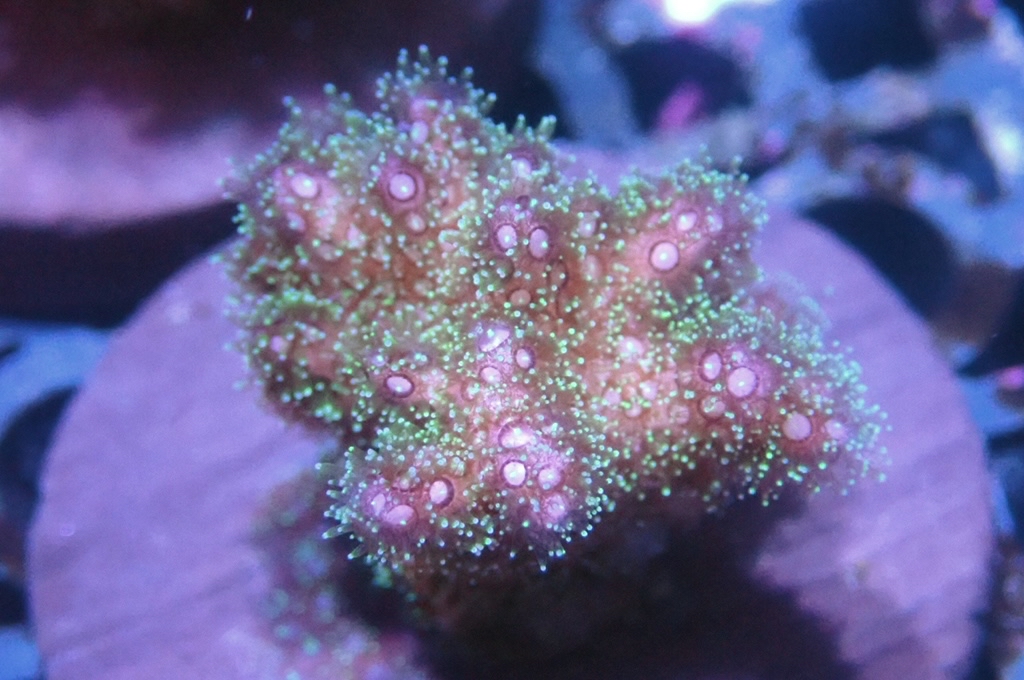 K5 光纖圖釘  （frag座3.5cm)