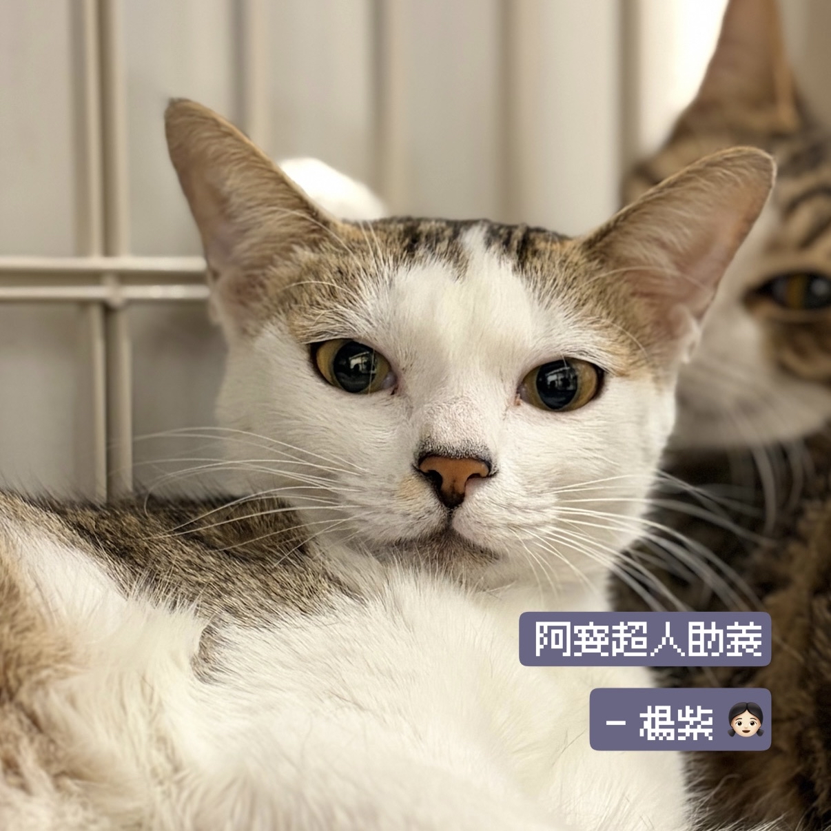 助養楊紫｜指定助養貓咪 Special Plan ｜貓站每月助養計畫