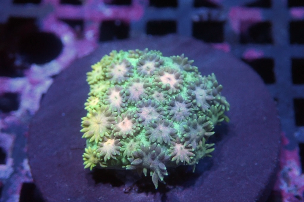 MG24 寶石花仔（frag座3.5cm)