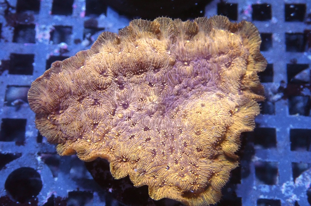 N10（開大約1.5吋）