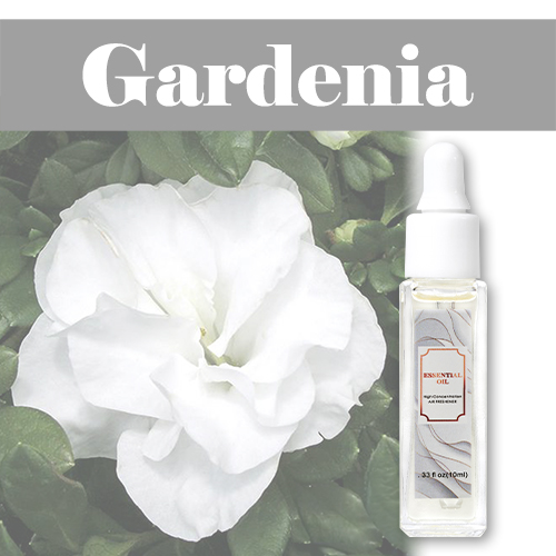 梔子花 Gardenia 💗 加拿大🇨🇦 Essential Oil CA 純天然植物萃取家居香薰 💗
