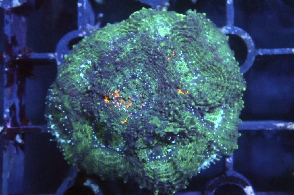 GG1 菊腦（開大約1.5吋）